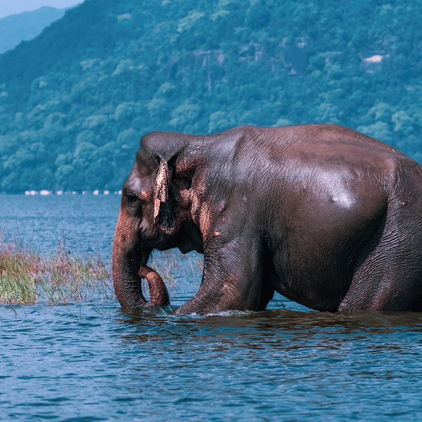 Animation & Graphics